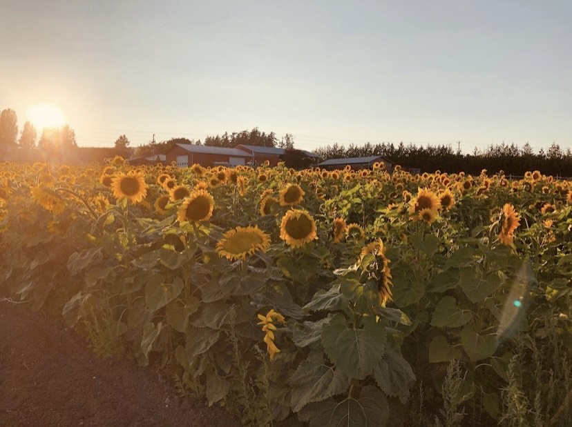Bickford Farm