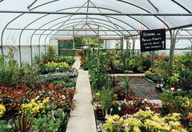 Michell Valley Plants
