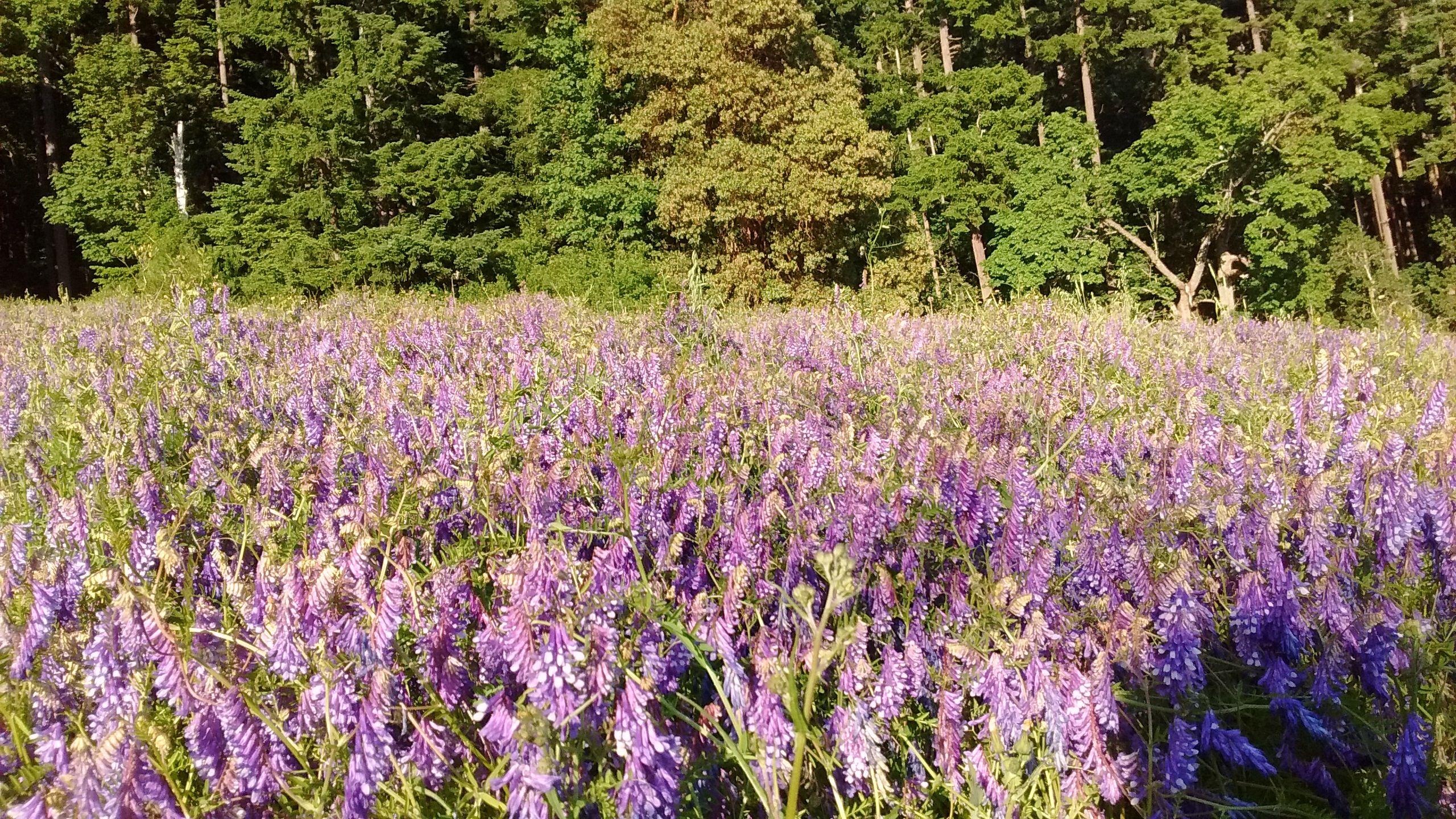 Madrona Farm