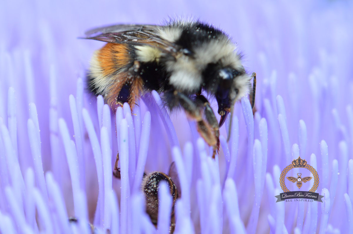 Queen Bee Farms and Apiary