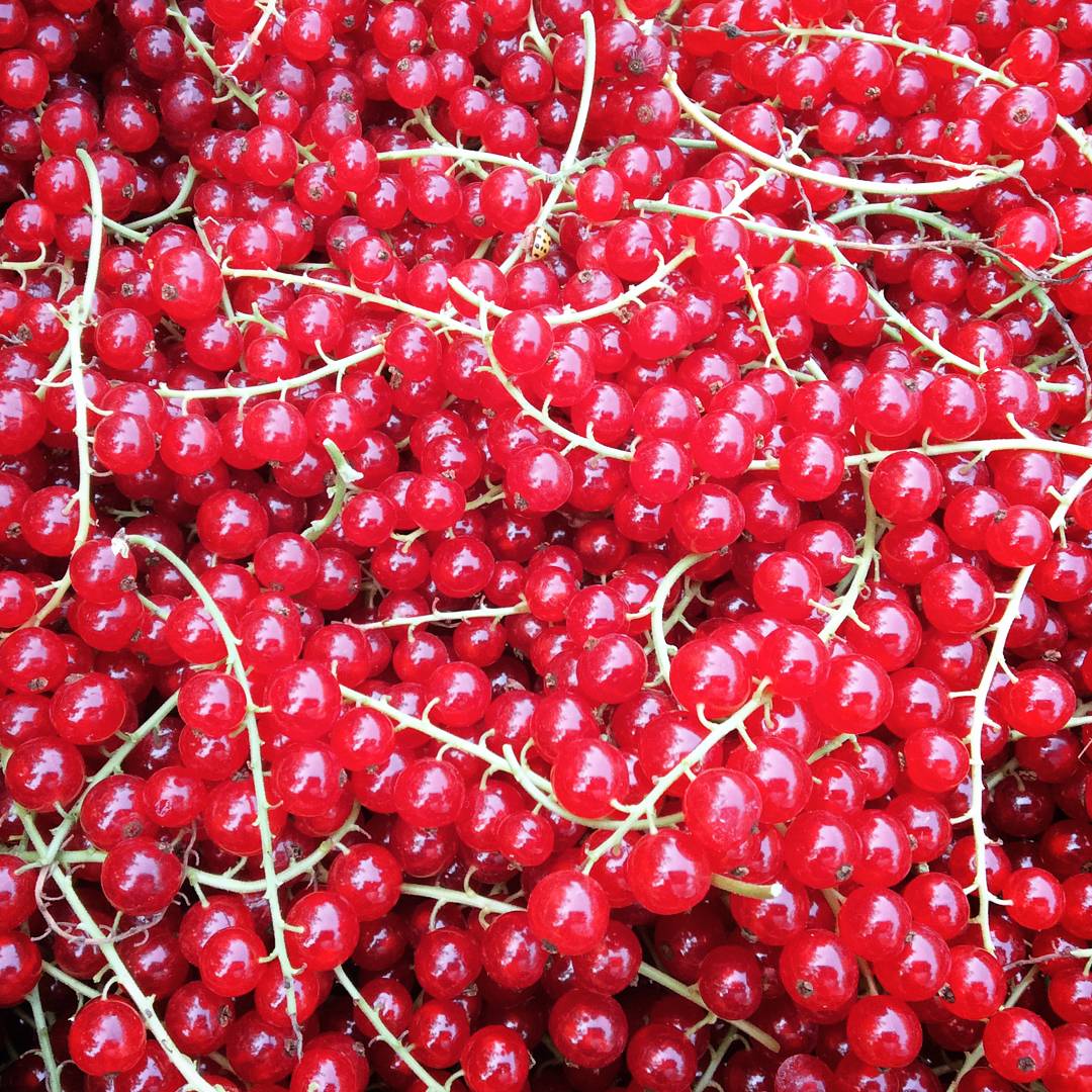 Silver Rill Berry Farm